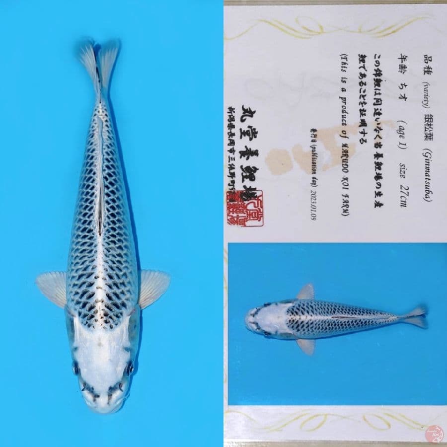 MARUDO GIN MATSUBA HQ 35CM