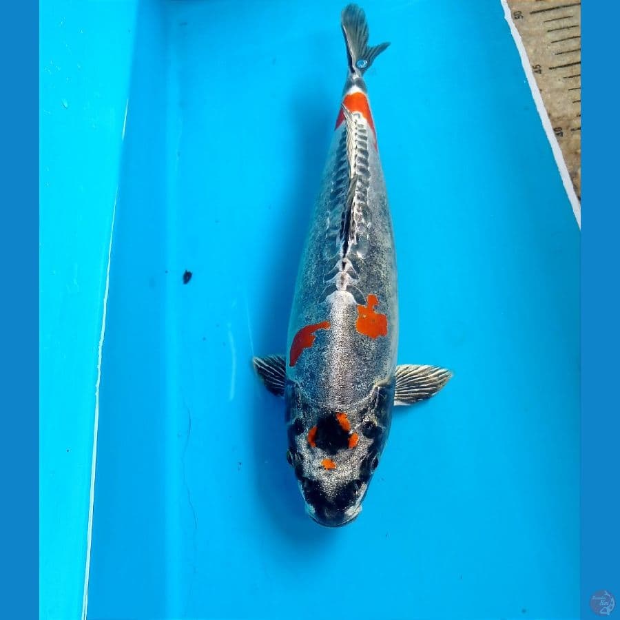 kiko 28 cm 