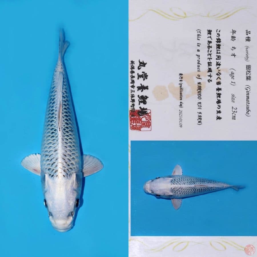 MARUDO GIN MATSUBA HQ 31CM
