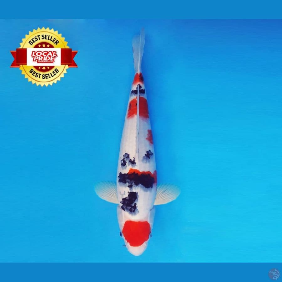 TORA 10 ~ Maruten Sanke 37 cm/male ™