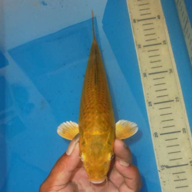 CHAGOI JINAK