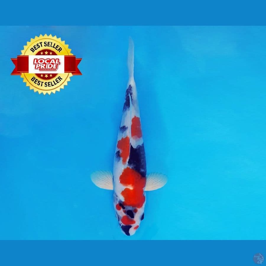 TORA 11 ~ Showa Evolution 16 cm/male ™