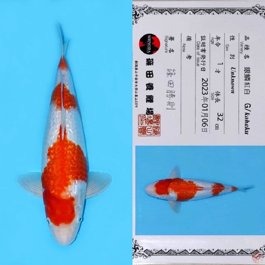 SHINODA KOHAKU GINRIN HQ 40CM
