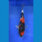 showa ±30cm