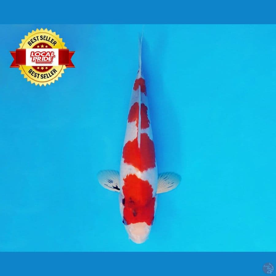 TORA 17 ~ Showa Evolution 17 cm/fm ™