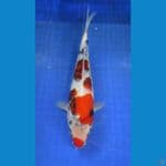 showa ±30cm