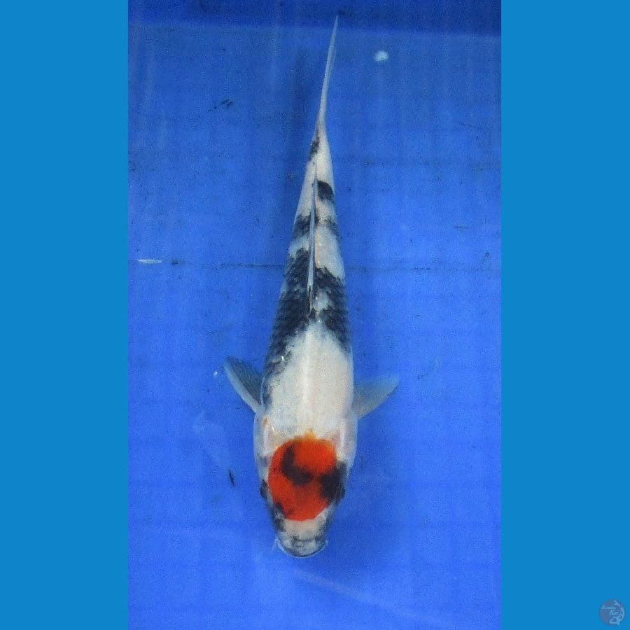tancho ±22cm