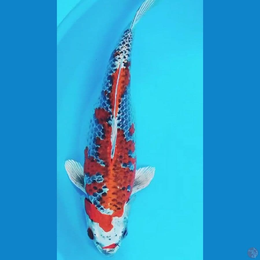 Benigingga..36cm. female™