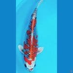 Benigingga..36cm. female™