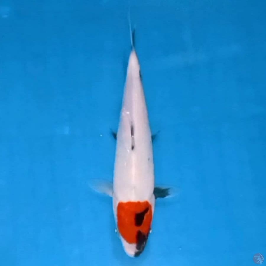 Tancho F18