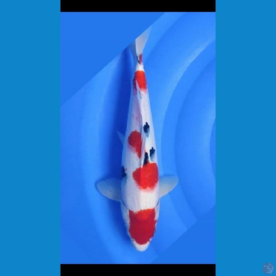 Sanke.. 35cm.™male