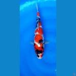 SHOWA SANSHOKU 34 CM / F