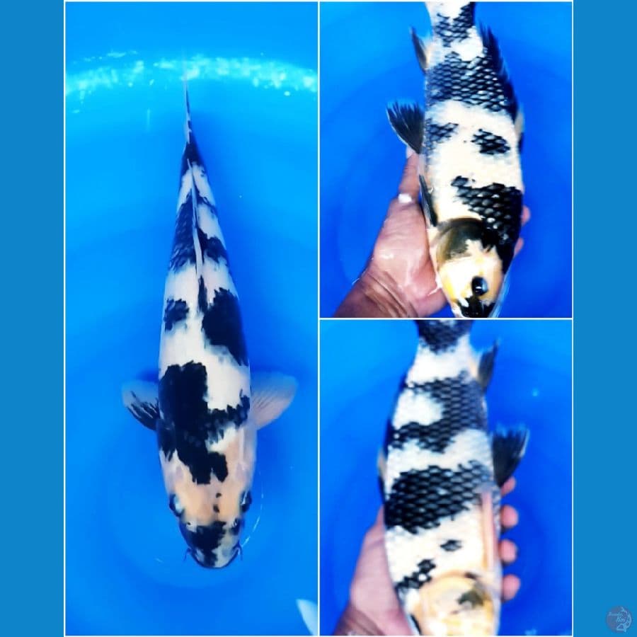SHIRO UTSURI 36 CM / MALE