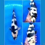 SHIRO UTSURI 36 CM / MALE