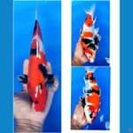 SHOWA MOTOGORO 30 CM / MALE