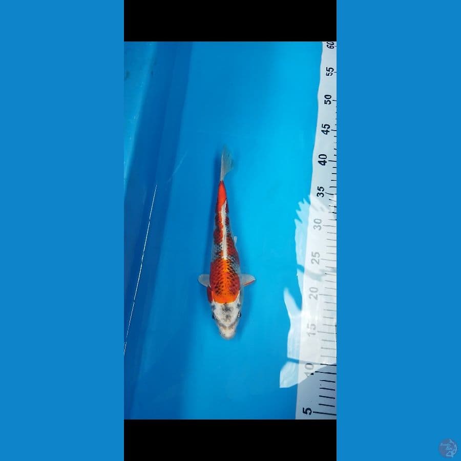 kujaku 25cm