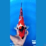 RED STRONG SHOWA 31 CM / MALE