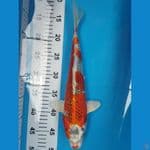 kujaku 35cm