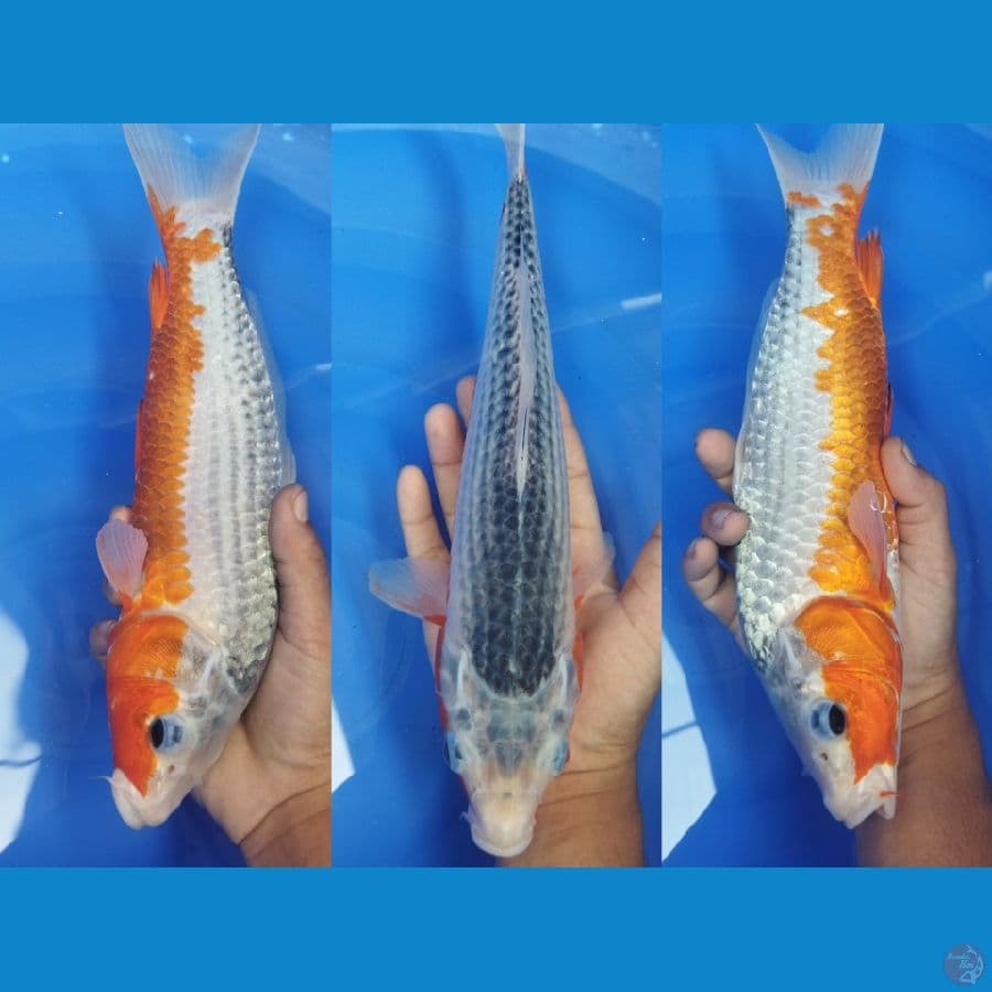 Asagi 35cm
