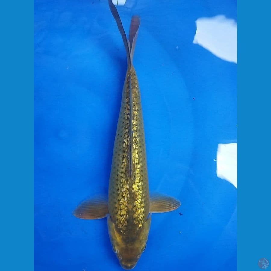 midori ginrin 30cm