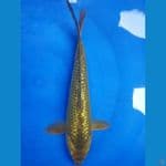 midori ginrin 30cm
