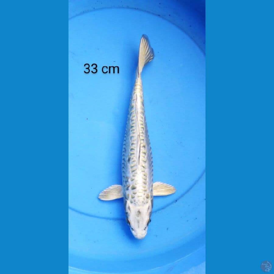 mukashi ginrin 33 cm