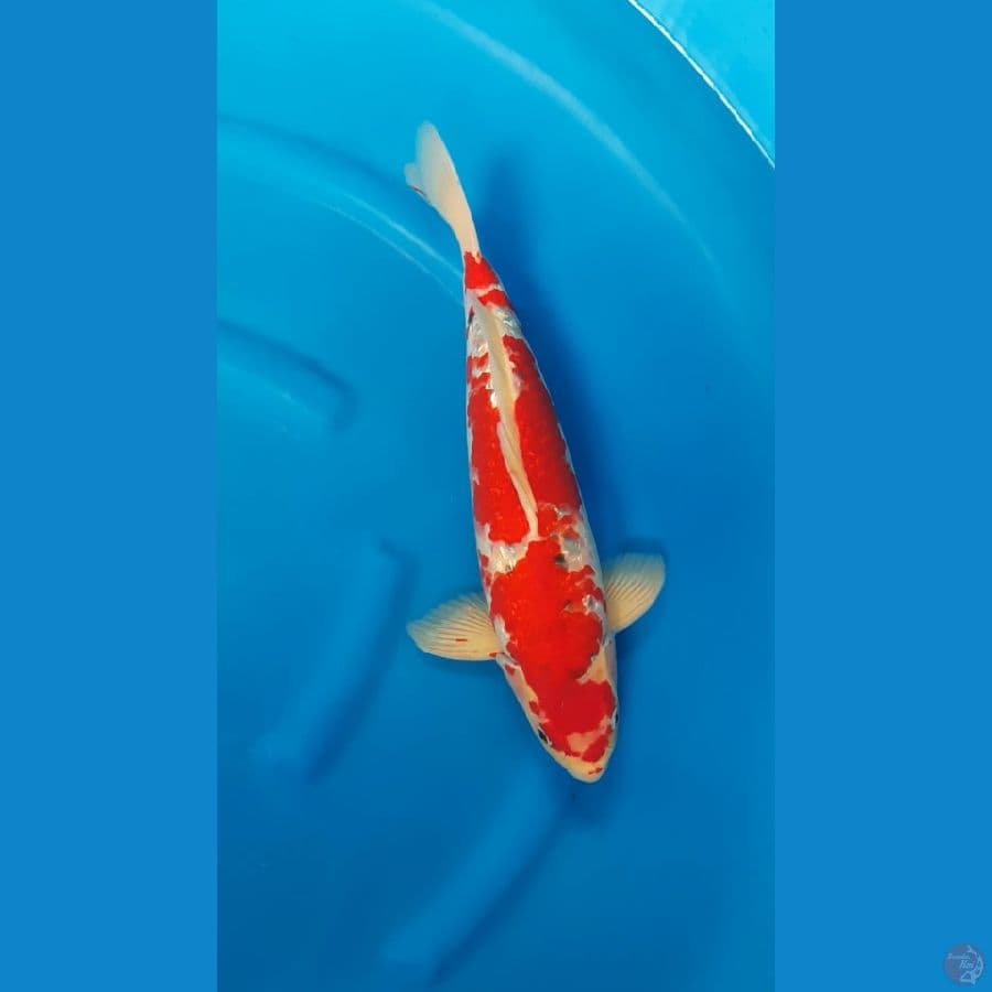 GHOSIKI RED STRONG BULKY - 42cm/m⁶