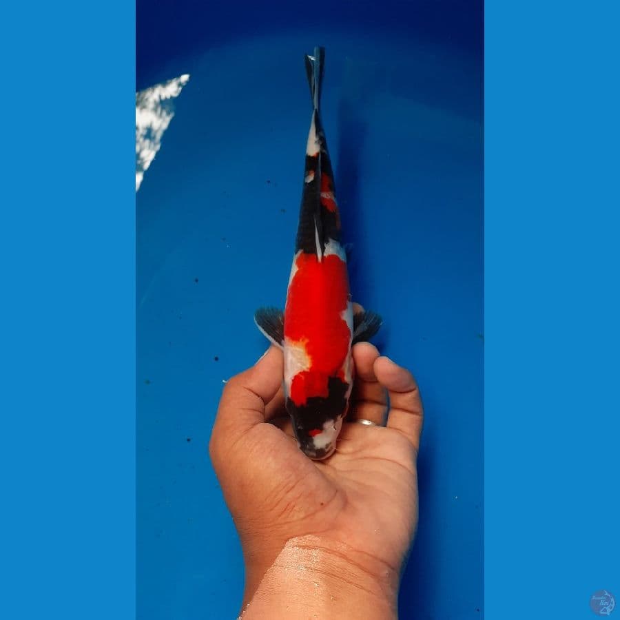 SHOWA 25cm MALE