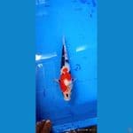 showa 27cm
