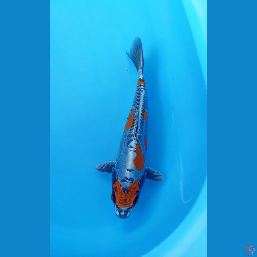 Kiko 33cm/cm