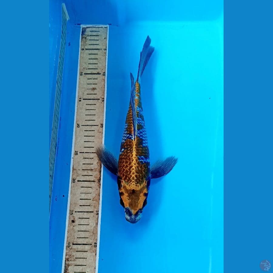 Kumpay 33cm/m