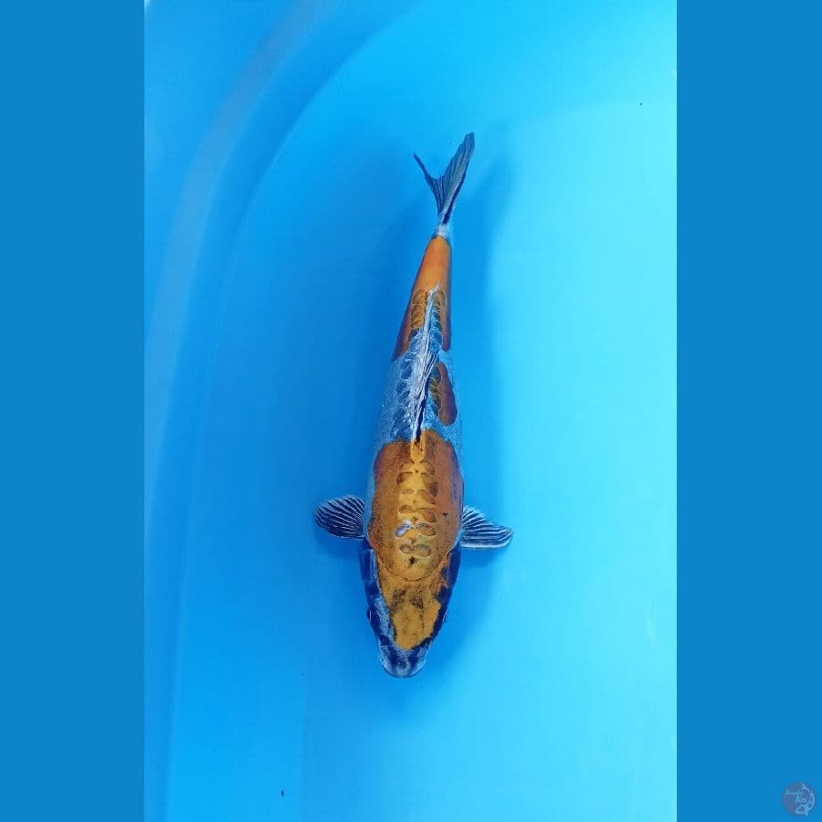 kiko 28cm