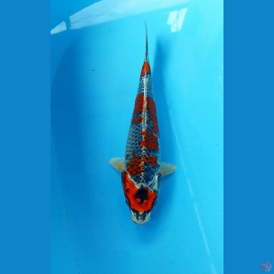 Beni ginga 25cm