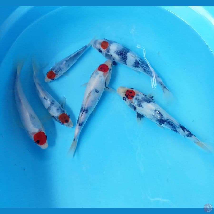 Tc showa 15/21cm