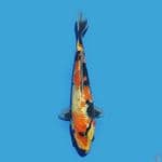 Kanoko Showa 19 cm