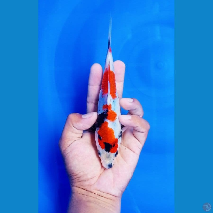 showa size 20 cm