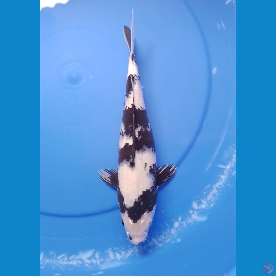 shiro 30cm/female