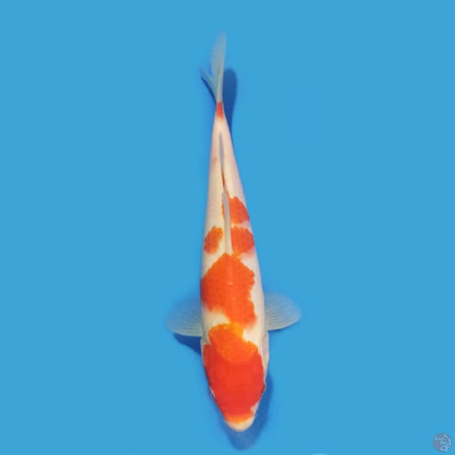 Kohaku 21 cm
