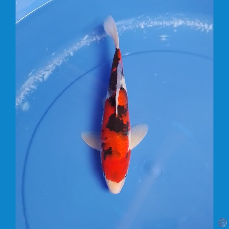 sanke 28cm/male