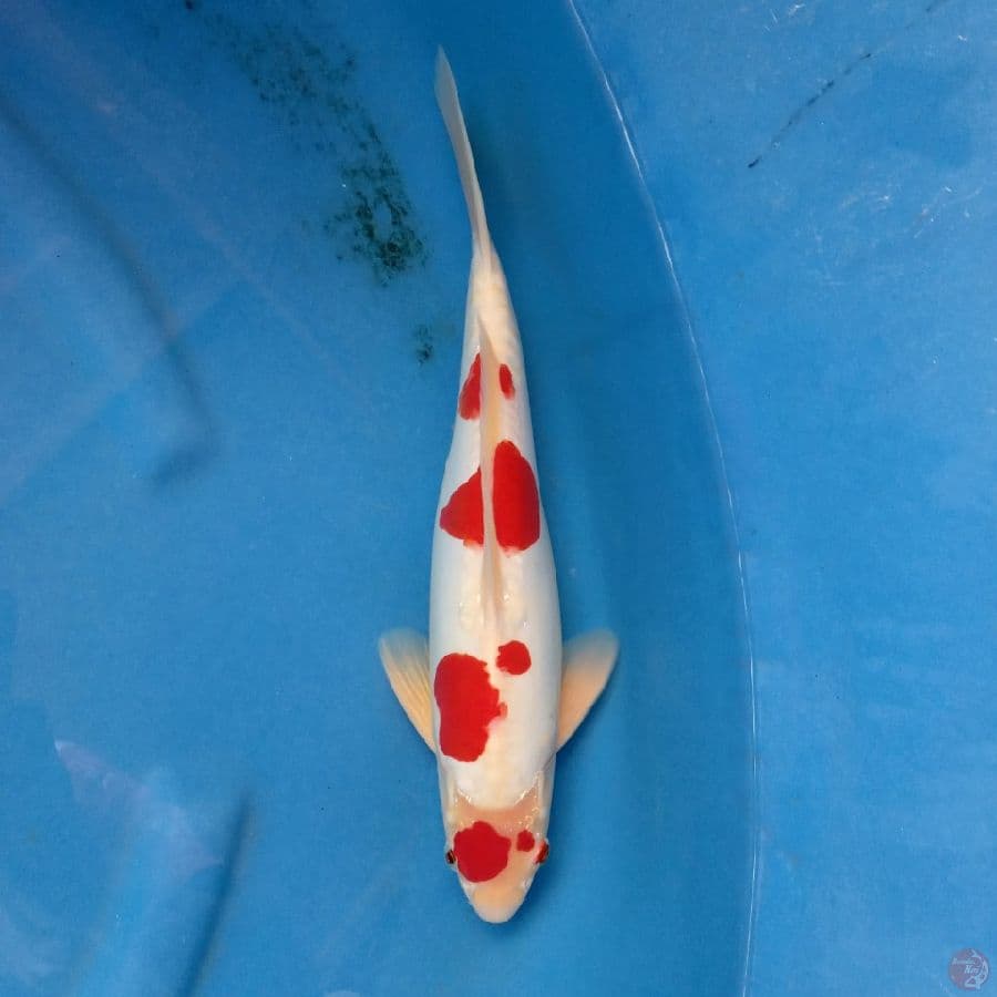 DOITSU KOHAKU STEP 4 35CM ORIGINAL