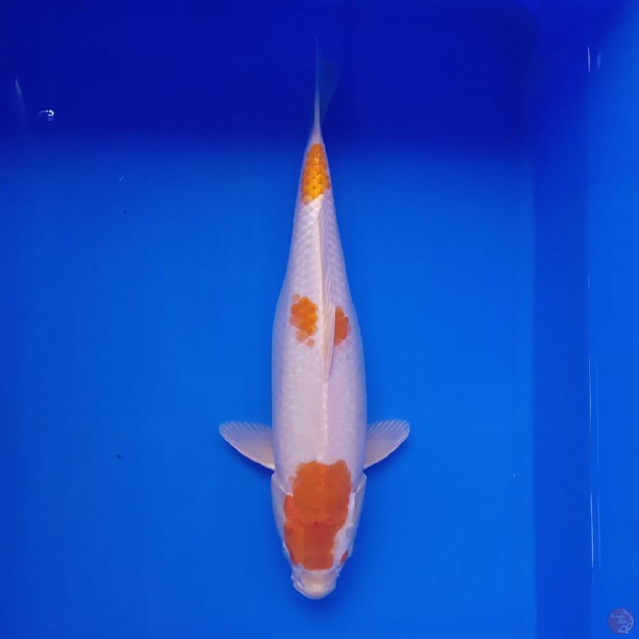 HARIWAKE F MULUS 42CM