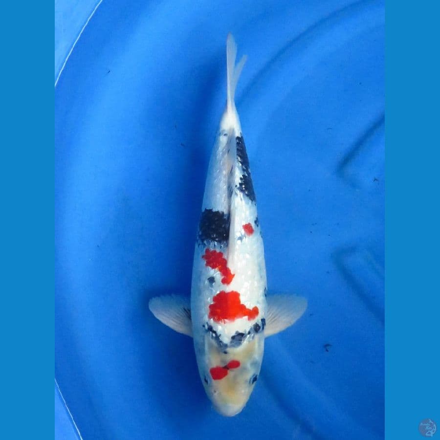 Showa Ginrin F1 , 40cm