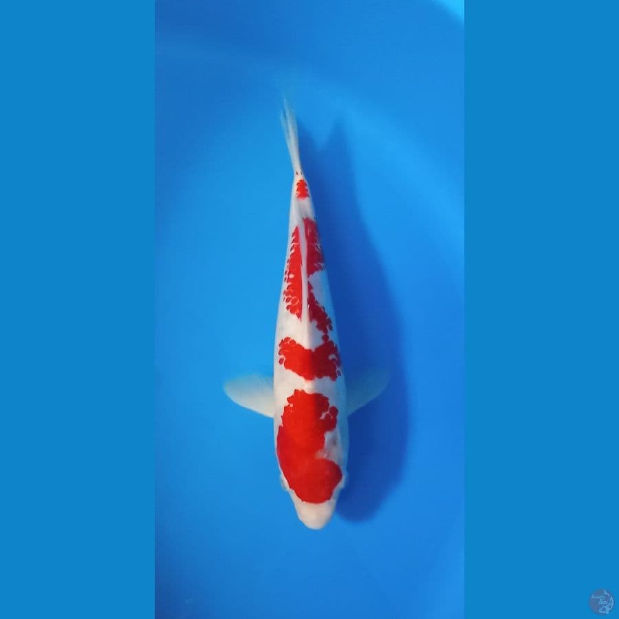 KOhHAKU30CM