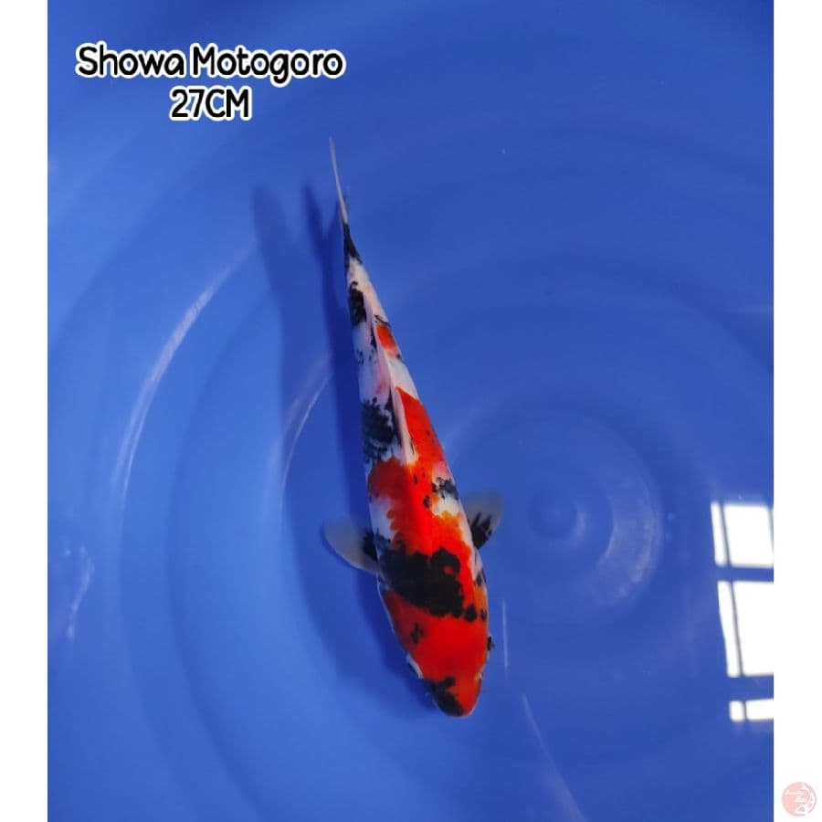 Showa Sanshoku