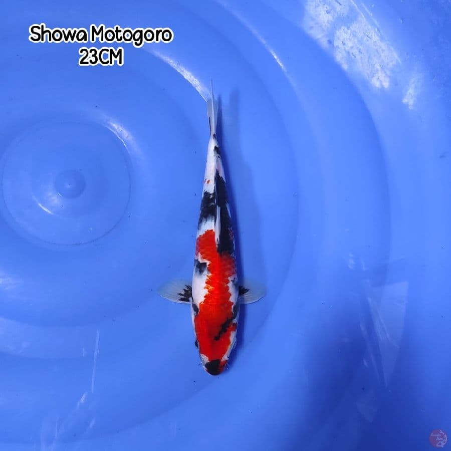 Showa Sanshoku
