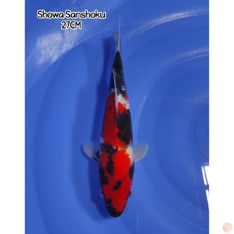 Showa Sanshoku