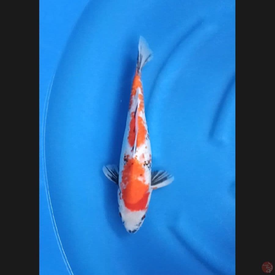 ( 38CM ) SHOWA - FEMALE