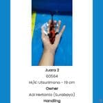 HIUTSURI SERTI J2 sby
