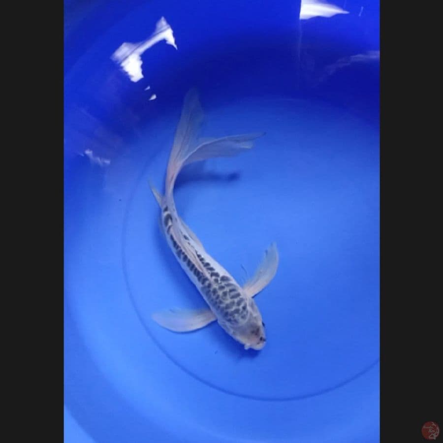 ( 37CM ) KUMPAY SHUSUI