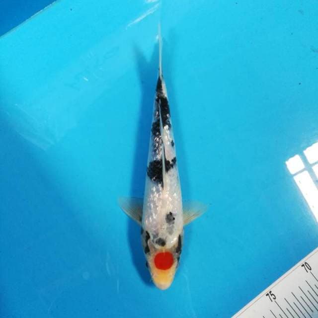 28cm Tanco Showa